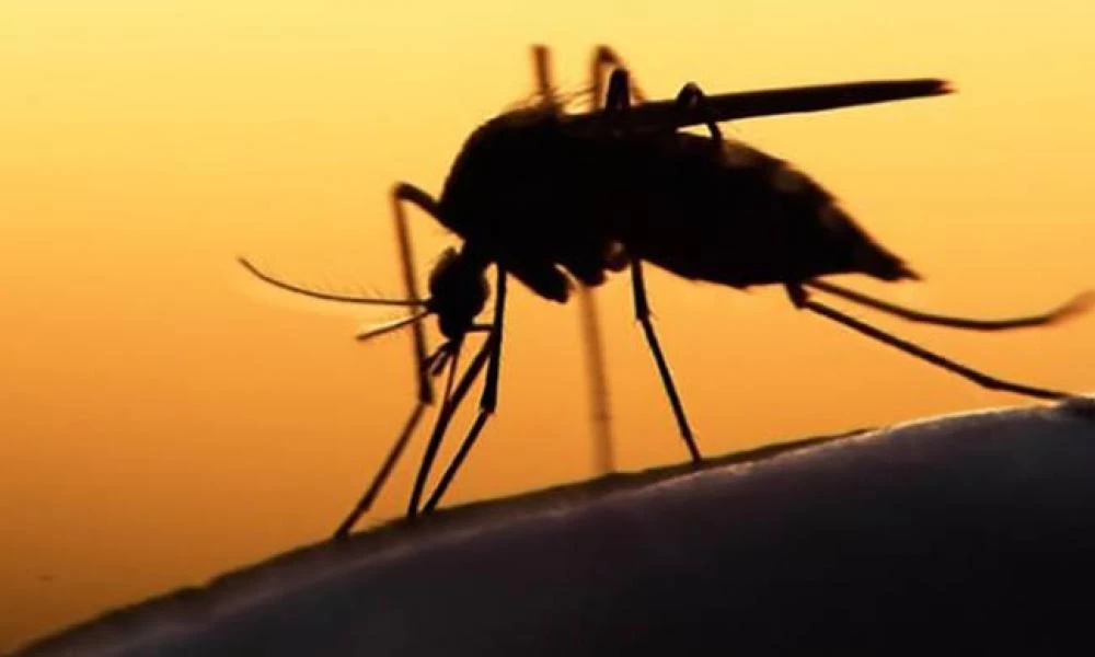 Ξάνθη: Αυξάνονται τα κρούσματα του ιού του Δυτικού Νείλου